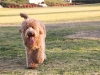 luke-trotting-in