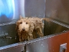 drowned-rat