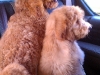 fluffy-dogs-after-bath