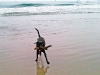 memphis-at-the-beach