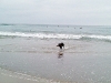 memphis-fetch-2