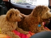 on-the-way-home-2
