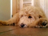 ready-for-a-nap-after-trip-to-beach