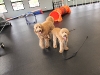 doodles-at-zoom-room