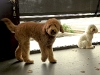 luke-hanging-with-yogi