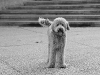 luke-nov-6-2011-bw
