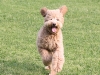 lukes-ears-on-approach