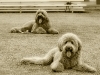 sam-luke-nov-6-2011-242