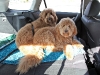 sam-luke-nov-6-2011-all-clean-and-fluffy