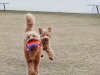 sam-luke-nov-6-2011-flying-ears-1