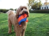 sam-nov-6-2011-w-frisbee