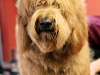 shaggy-doggo