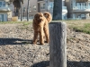 9-months-fun-morning-at-the-dog-beach