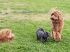 9-months-playing-at-the-dog-park