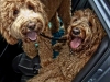 sam-luke-in-car-edited-cropped-resized-wm