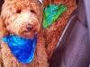 traveling-doods