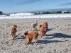 4-dogs-2