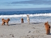 4-dogs