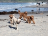 4-happy-dogs