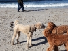 bella-with-luke-and-penny