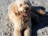 bodie-the-goldendoodle