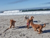 penny-bella-sam-luke