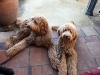 sam-luke-at-lunch