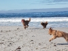 tres-doodles