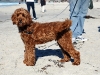 tucker