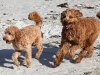 penny-sam
