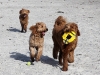 sam-penny-luke-chase-w-frisbee