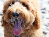 sandy-faced-sam