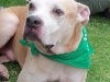 pitbulls-need-love-too
