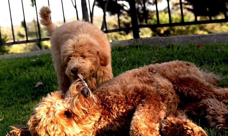 Sam & Luke playing again